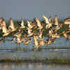 7+ Hundred Chilika Lake Royalty-Free Images, Stock Photos & Pictures |  Shutterstock